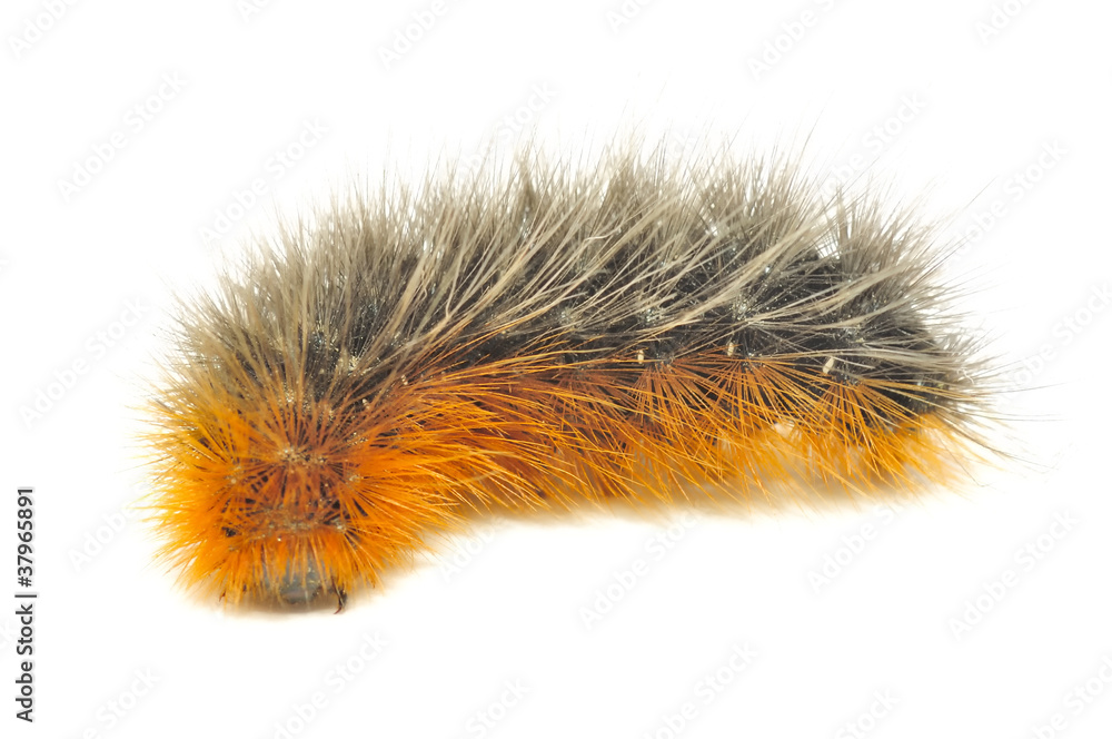 Crawling Hairy Caterpillar Close-up Isolated on White Background Crawling Hairy Caterpillar Close-up Isolated on White Background