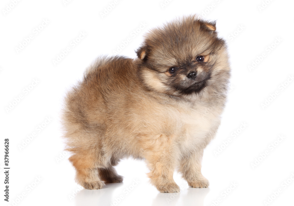 Pomeranian spitz puppy standing Pomeranian spitz puppy standing