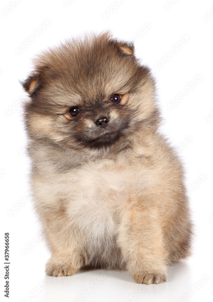 Pomeranian spitz puppy sitting. Close-up portrait Pomeranian spitz puppy sitting. Close-up portrait