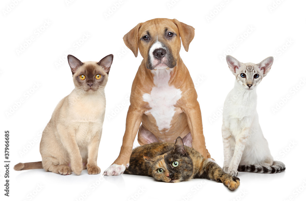 Cats and Dog group portrait on white background Cats and Dog group portrait on white background