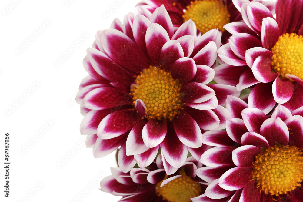 beautiful chrysanthemum isolated on white