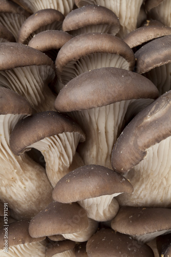 Group of Common oyster mushrooms