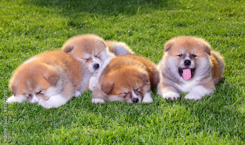Pets, akita inu baby dogs gasping and sliping Pets, akita inu baby dogs gasping and sliping