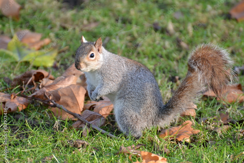 Fototapeta premium L'écureuil