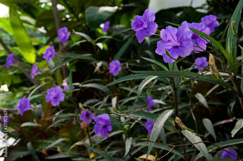 Purple Hibiscus flowers