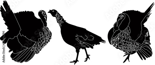 Turkey-cock of a bird it is isolated on a white background