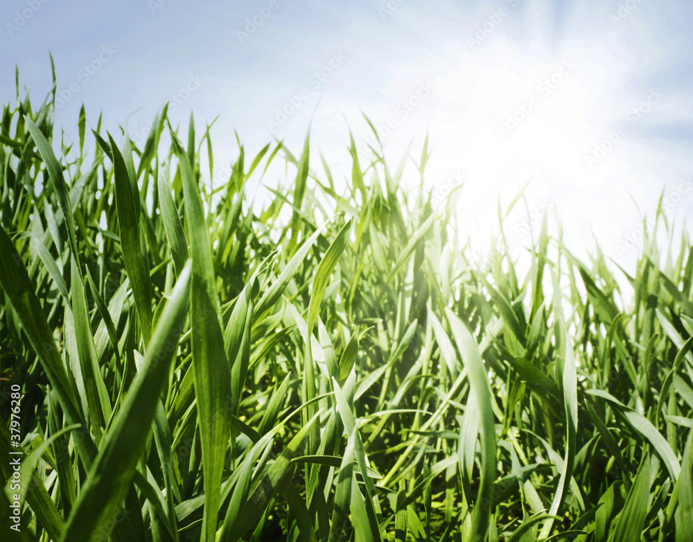 gras wiese sonne gras wiese sonne