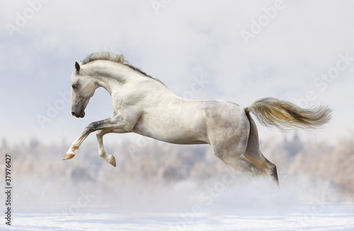 silver-white stallion #37976427
