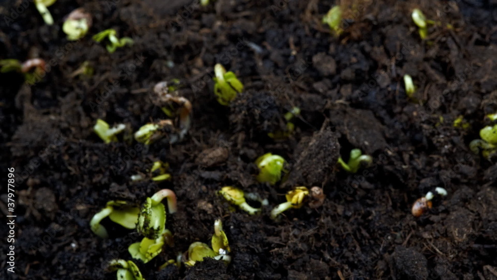 radish germination radish germination