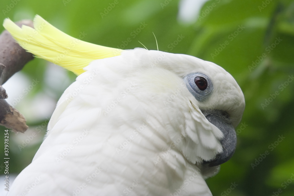 Sulphur Crested Cockatoo Portrait Sulphur Crested Cockatoo Portrait