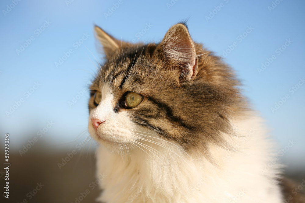 chat chat