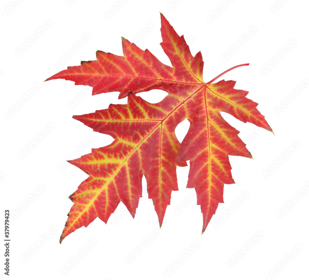 Fototapeta premium vivid autumn maple leaf isolated on white