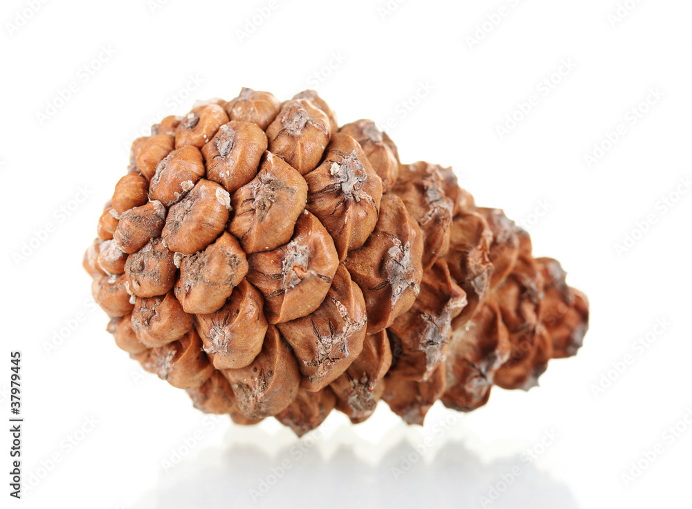 Beautiful pine cone isolated on white Beautiful pine cone isolated on white