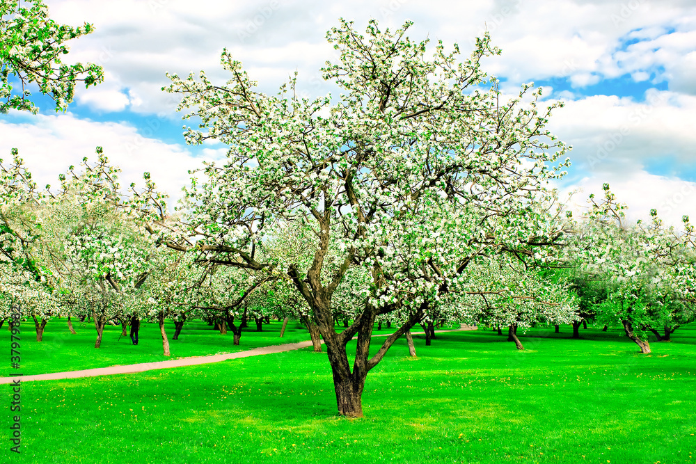 floral apple trees over blue sky in spring park floral apple trees over blue sky in spring park