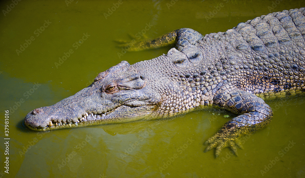 Fototapeta premium Saltwater Crocodile