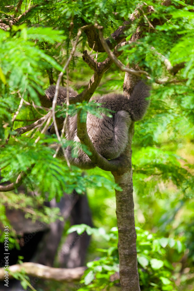 Fototapeta premium Sloth in the Tree