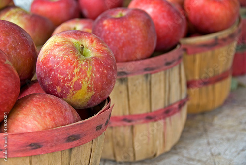 Obraz na plátne apples in bushel basket