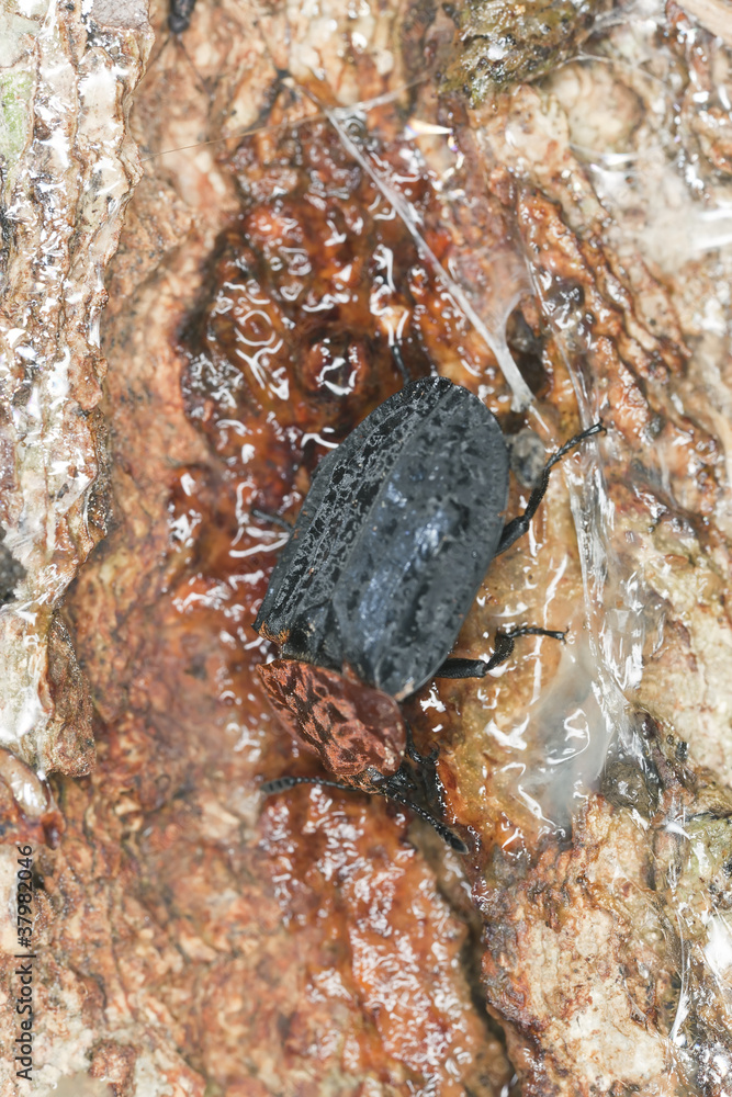 oiceoptoma thoracicum, red-breasted carrion beetle oiceoptoma thoracicum, red-breasted carrion beetle