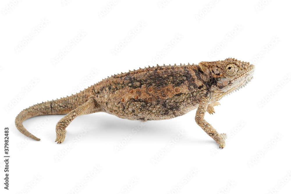 Naklejka premium Dwarf chameleon on white