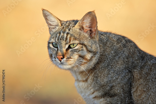 Wall Mural African wild cat