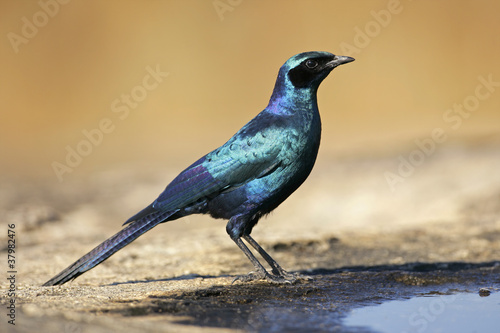 Burchell's starling (Lamprotornis australis), South Africa