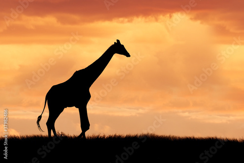 Giraffe on African plains against a dramatic sunset