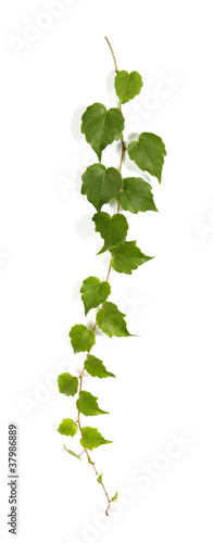 Stampa su Tela Twig of a climbing plant