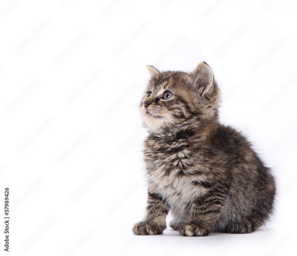 Cute kitten over white background