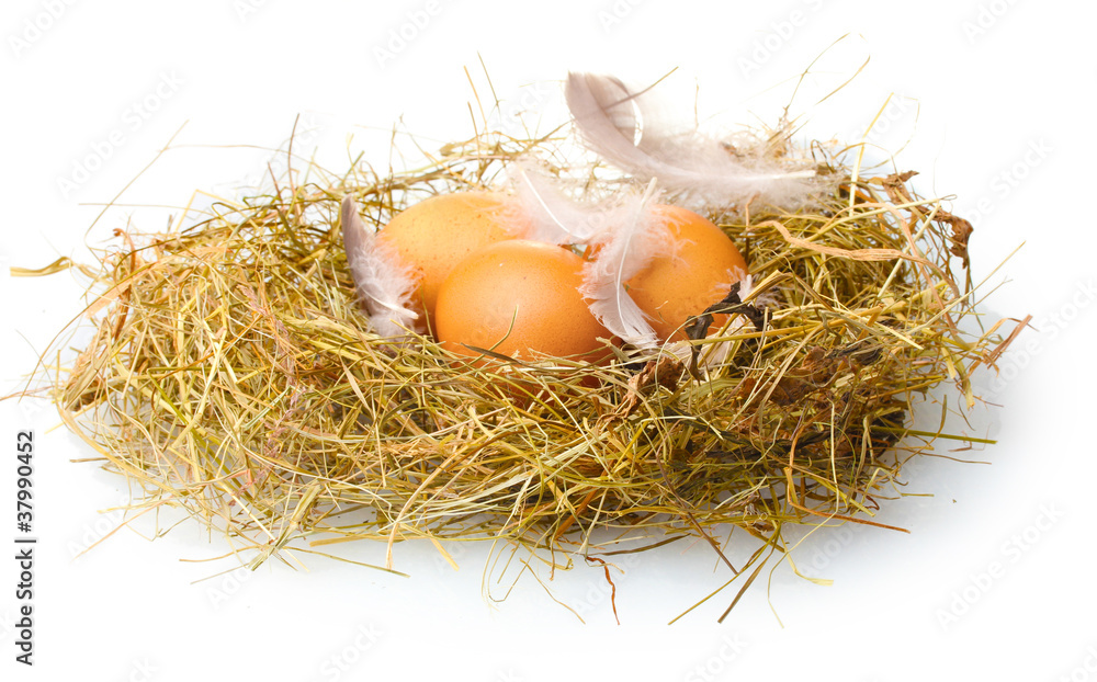 chicken eggs in a nest isolated on white chicken eggs in a nest isolated on white