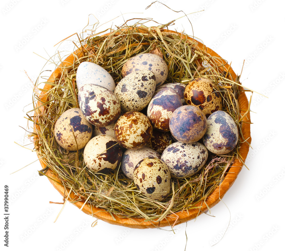 quail eggs in nest isolated on white quail eggs in nest isolated on white