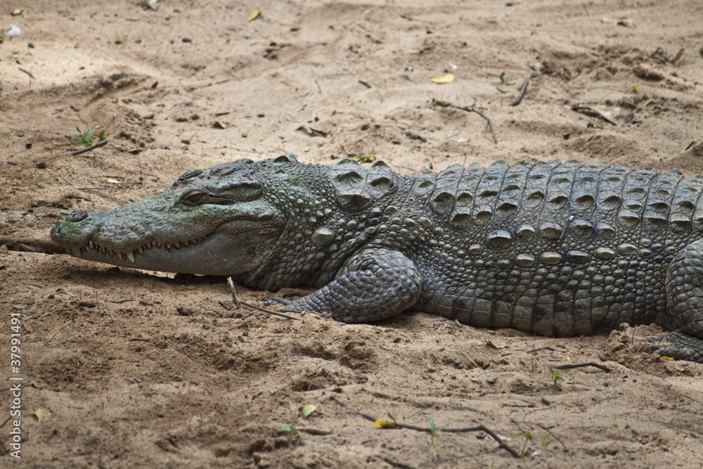 Mugger or Marsh Crocodile (Crocodylus palustris) Mugger or Marsh Crocodile (Crocodylus palustris)