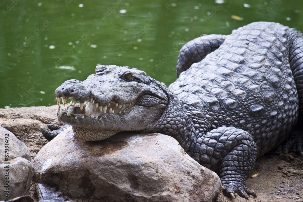 Fototapeta premium Mugger or Marsh Crocodile (Crocodylus palustris)