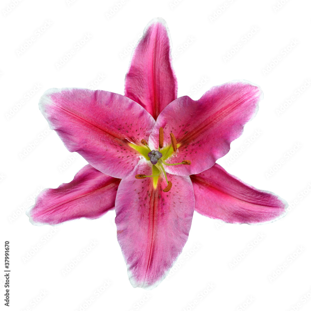 Open Pink Lily Flower Isolated on White Background