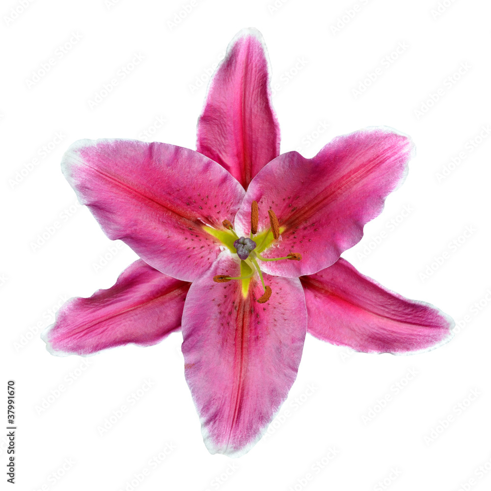 Fototapeta premium Open Pink Lily Flower Isolated on White Background