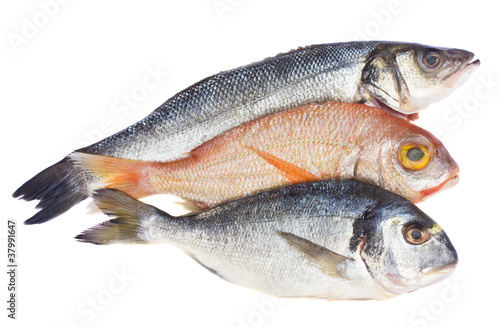 choise of fresh fish