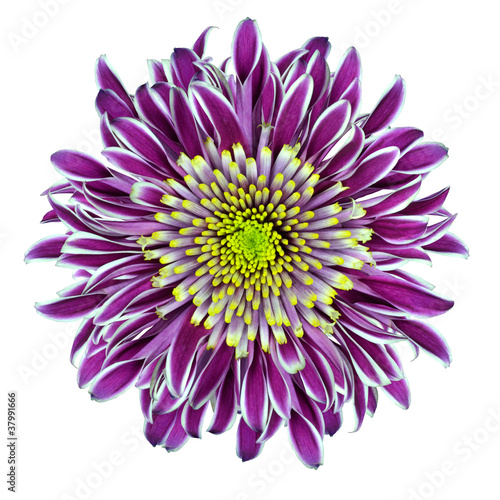 Fototapeta Naklejka Na Ścianę i Meble -  Chrysanthemum Flower Purple with Lime Green Center