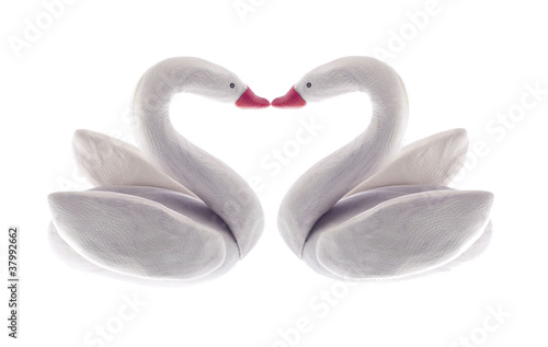 Valentine couple swans