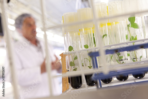 Photos culture in vitro de plantes