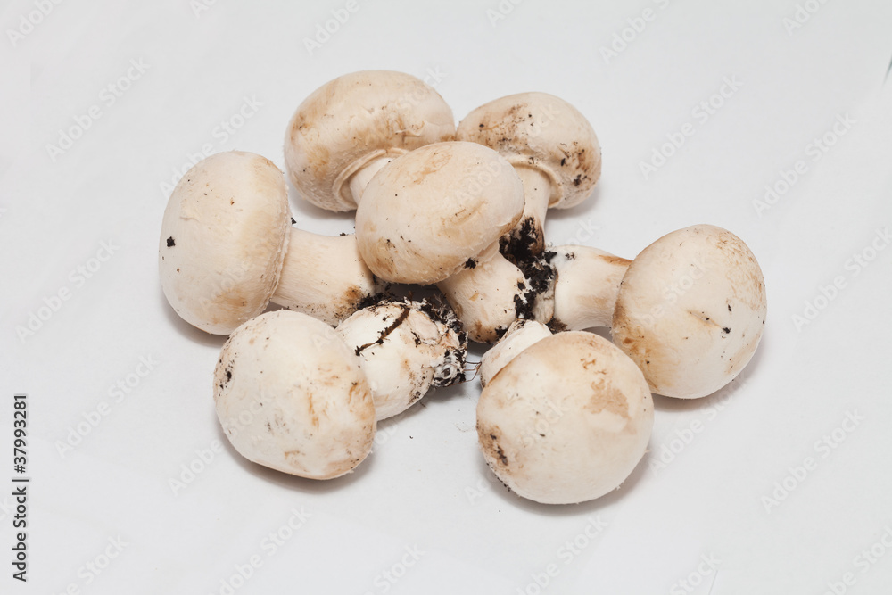 funghi champignons funghi champignons