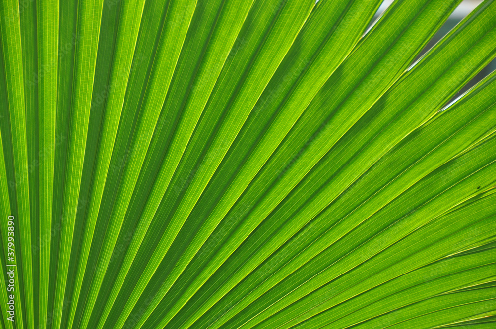 Fresh leaf Fresh leaf