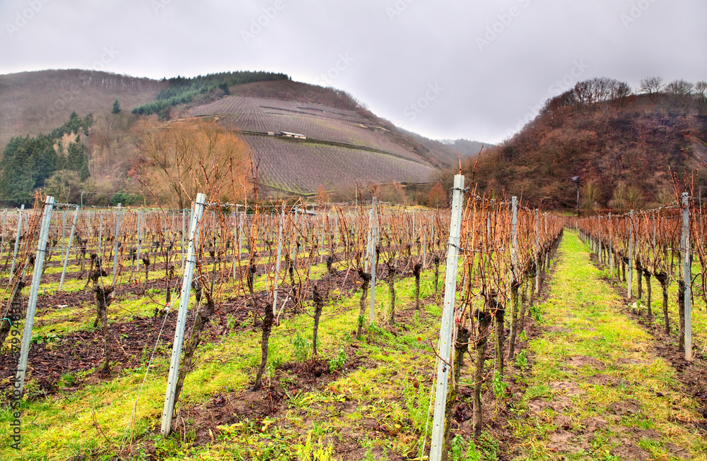 vineyard in mountains