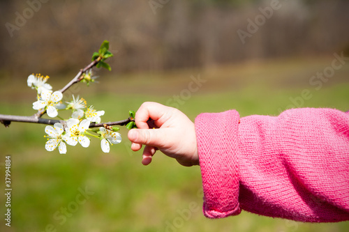 A babies hand reaches out for the spring blossom