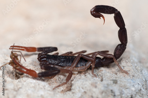 Skorpion 2