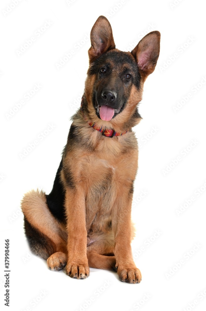 berger allemand berger allemand