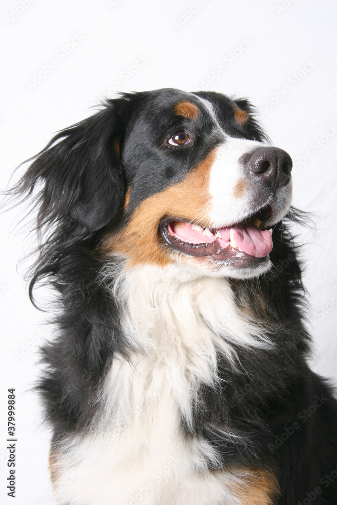 Berner Sennenhund