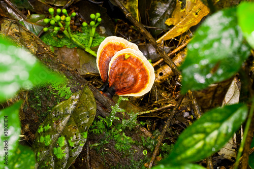 Red Lingzhi or Ganoderma lucidum found in Thailand