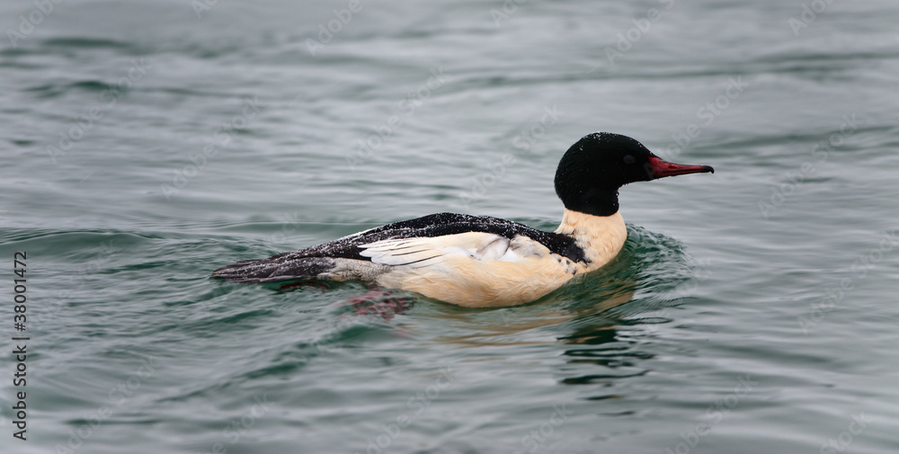 Common Merganser ( Mergus merganser ) Adult Male swimming Common Merganser ( Mergus merganser ) Adult Male swimming