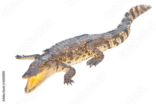 Crocodile isolated on white background with clipping path