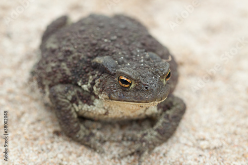 Common toad or European toad (Bufo bufo) on a sand photo