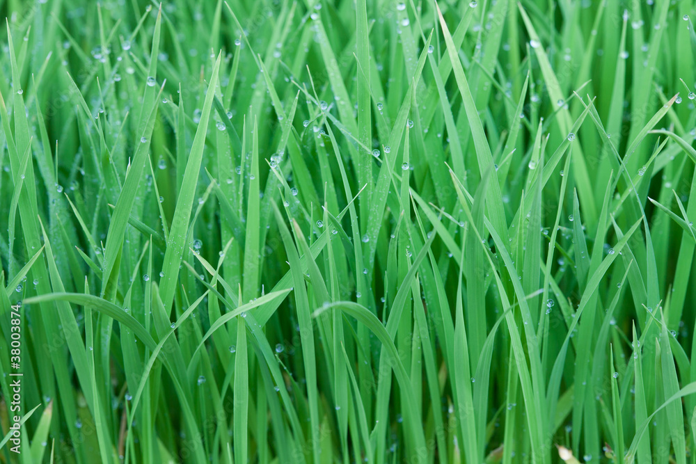 Young rice Young rice